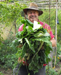 The alcega (chard) harvest