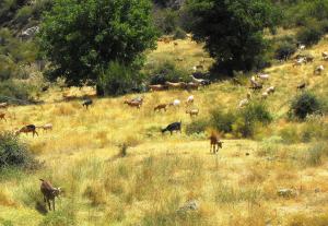 Goats eating Andalucia. Eat them before they eat us!