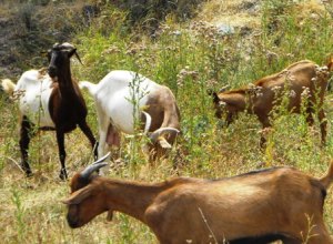 Grazing goats