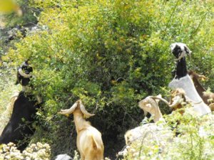 Goats will eat anything