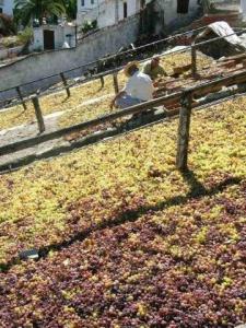 grape drying in cutar