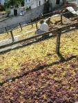 grape drying in&nbsp;cutar