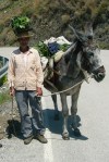 Man and donkey with their&nbsp;dinner