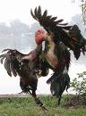 cock fight
