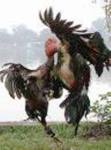 cock fight