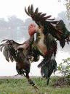 cock fight
