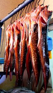 Genypterus_chilensis