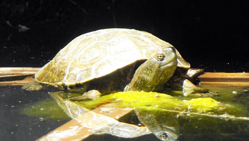 Our Iberian water tortoise in bright sun, enjoying the June river water, piped into our water tank
