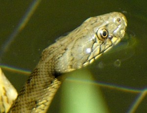 Head of female viperine(?) in our water deposit 1st August 2013