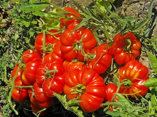 These are late crop pomodoro tomatoes, grow from seed giving to me by the celebrated London chef Stan Perry. Heavy dense and delicious, growing on slender stems, fruit of August