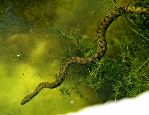 Here she is lurking in the blanket weed. There are no fish so she must be feeding on tadpoles and baby frogs