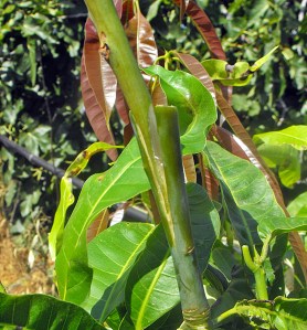 Splicing the scion to the split rootstock and bind the cambium layers together