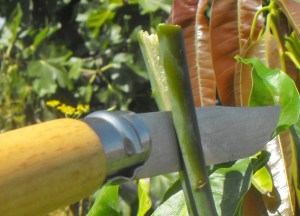 splitting the rootstock wood detail