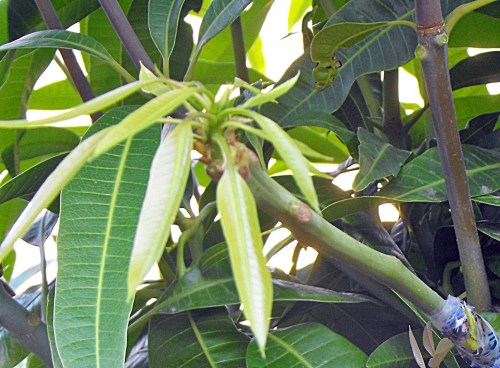 At last! The light coloured leaves are the burst bud of the scion wood. The graft has taken!