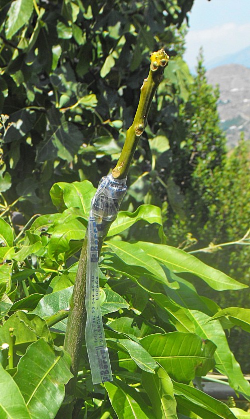 Finished graft. The tie is made with stretchy plastic tape that both holds tight the join and makes the graft airtight