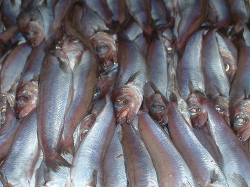 Bacaladilla (blue whiting) now appearing on the slabs of the fishmongers of Velez Malaga