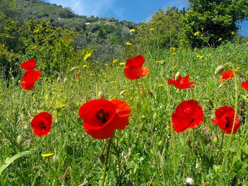 La Axarquia. Spring flowers