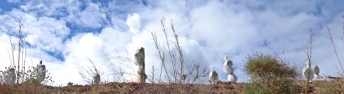 Young mangos wrapped for the winter