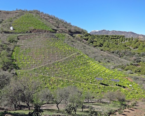 A hill of baby mangoes with a first flush of Bermuda buttercups