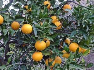 Mass Oranges 2013 detail