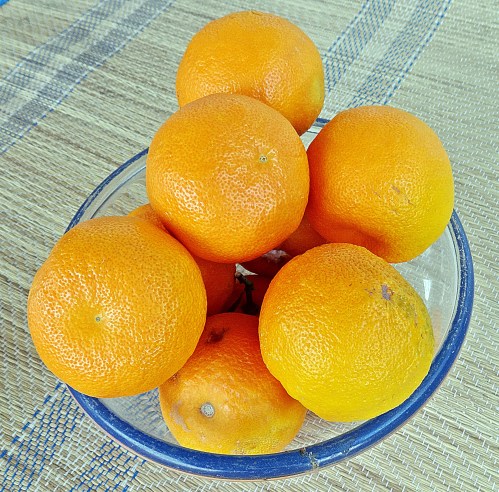 Sevlle oranges, organic, freshly picked and in perfect condition