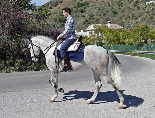 An andalucian horse seems to stand like this just by habit