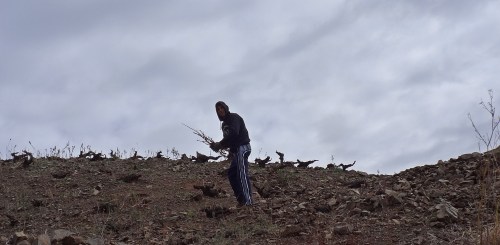 Pruning vies Feb 2013 reduced