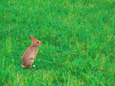 Wild Jack Rabbit Bunny