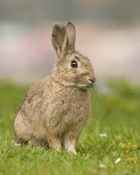 The wild rabbit is a "key species" in Spain, being virtrually the sole source of food for the Spanish Lynx and the Imperial eagle