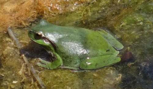 tree frog 2