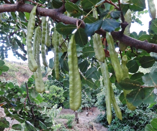 Green Carob detail with landscape