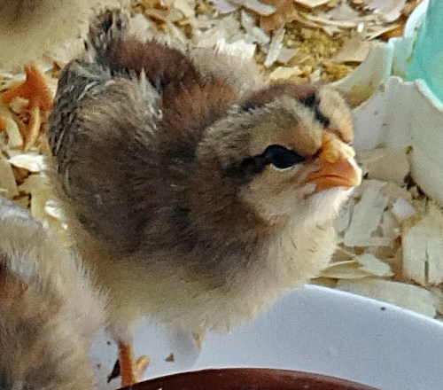 Gallina  chick, Piñeira with full eye make up