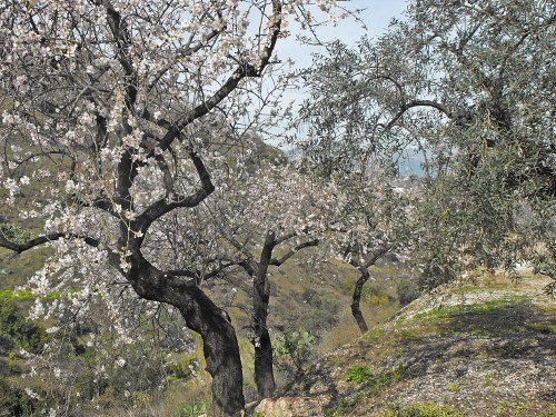 Grove of old almonds in bloom