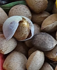 Our Marcona almonds. They are plump and very sweet. The darker ones are last years still hanging onto the tree