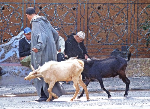 Goat trading inthe main square