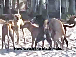 Three dogs fuck each other while another two stand around uselessly and bark
