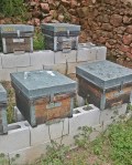 These traditional Spanish hives are propped up on clinker blocks to keep out the damp. To take the honey, smoke the hive and lift the lid, taking the out er frames